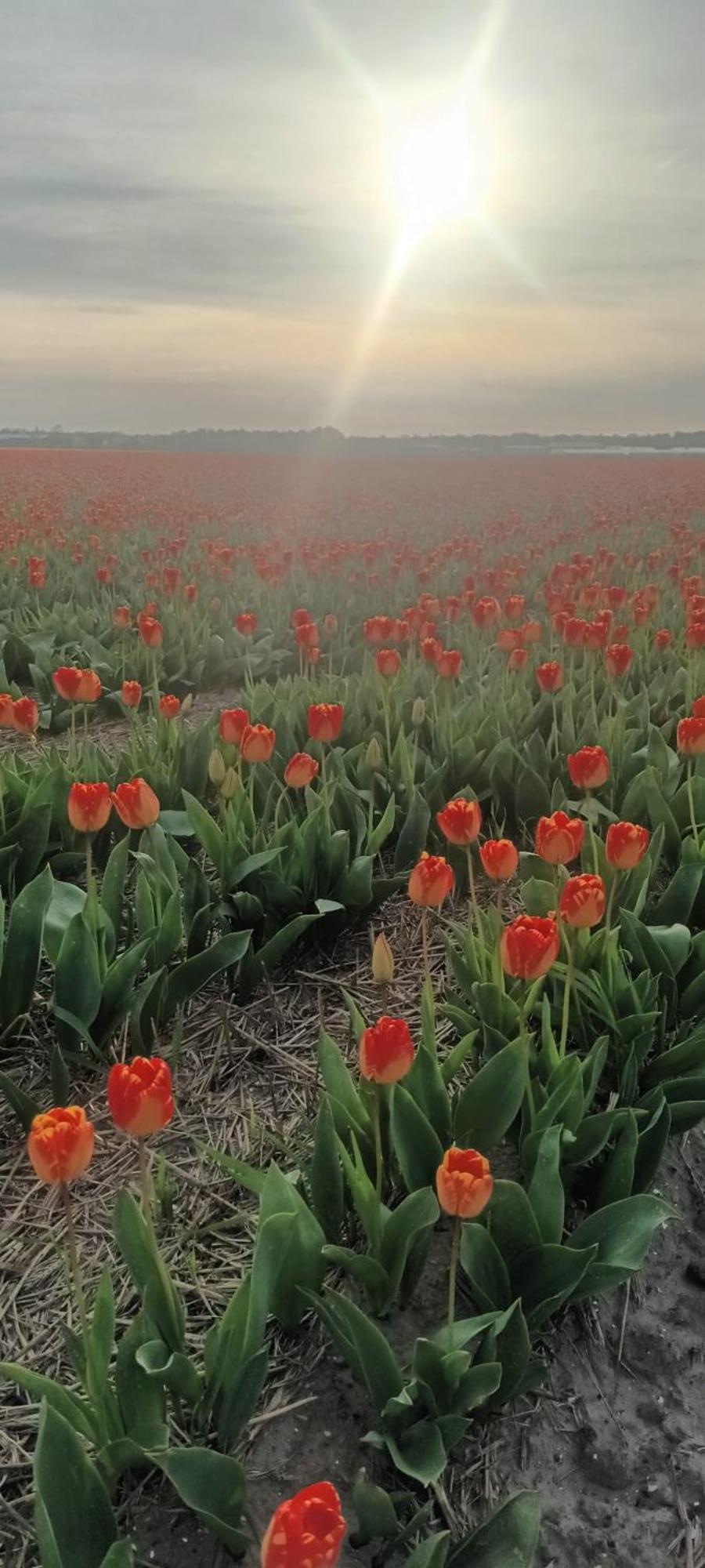 Ons Huisje Achter Noordwijkerhout Buitenkant foto